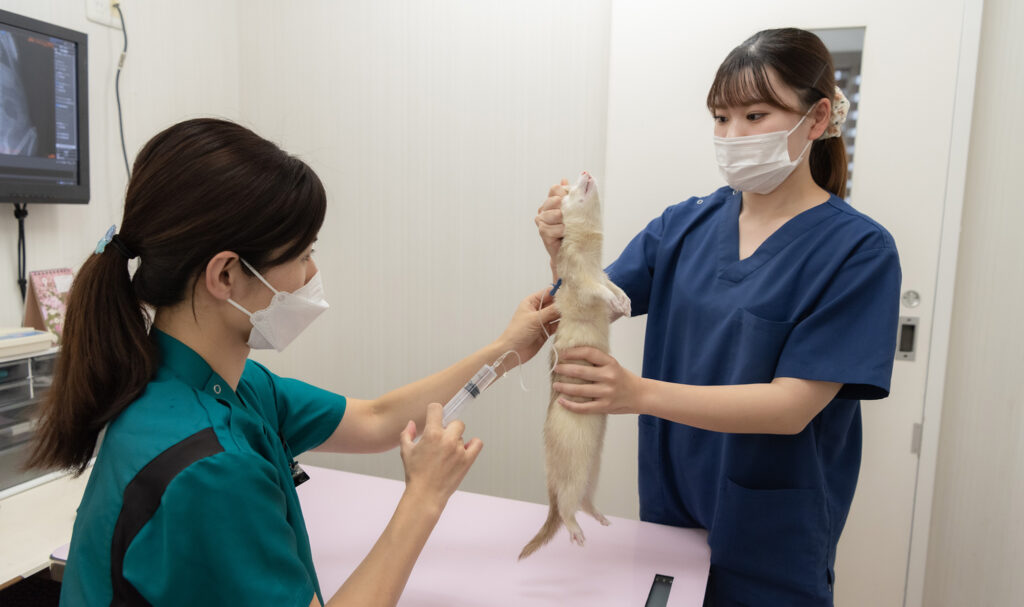 動物看護師と獣医師：治療中